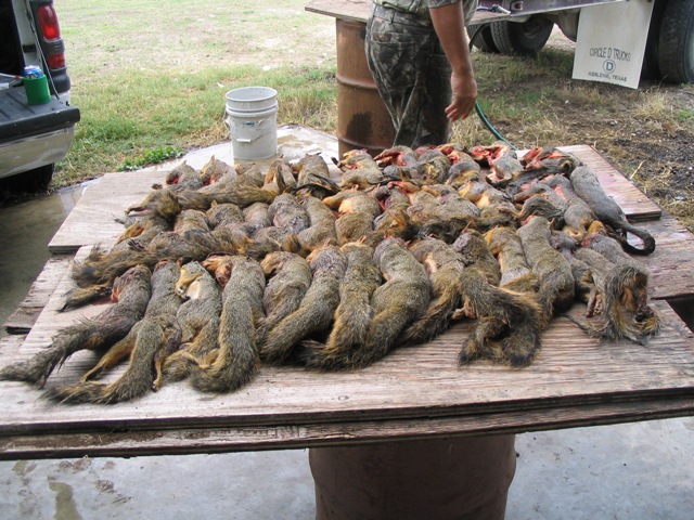 squirrels1