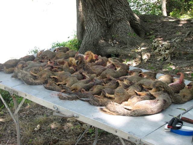 squirrels2